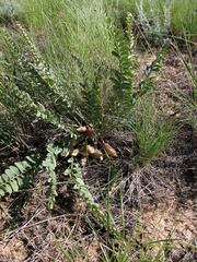 Astragalus buchtormensis