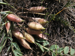 Astragalus buchtormensis