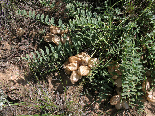 Astragalus physodes