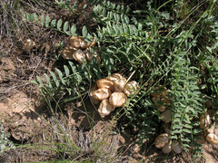 Astragalus physodes
