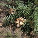Astragalus physodes - Photo (c) Sergey Mayorov, μερικά δικαιώματα διατηρούνται (CC BY-NC), uploaded by Sergey Mayorov