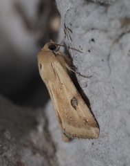 Heliothis