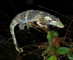 Quimbaya Anole photo 2