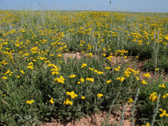 Tanacetum achilleifolium