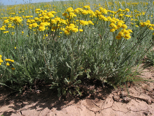 Tanacetum achilleifolium