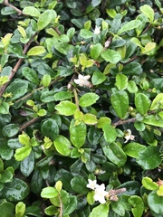 Ehretia microphylla