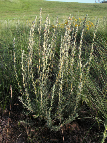 Forage Kochia