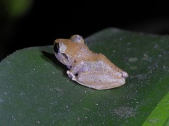 Diasporus diastema