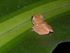 Diasporus diastema