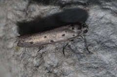 Ethmia circumdatella