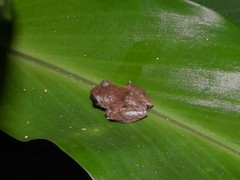 Diasporus diastema