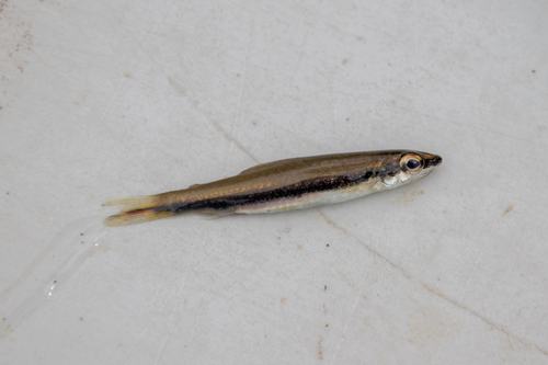 Oneline pencilfish (Nannostomus unifasciatus) — Lebiasinidae — 5