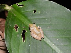 Diasporus diastema