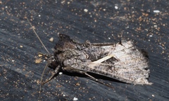 Vittaplusia vittata