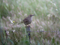 Certhilauda curvirostris brevirostris