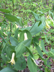 Uvularia perfoliata