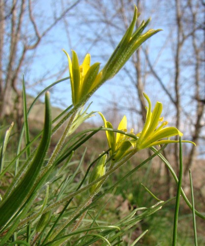 Representative image of Gagea villosa