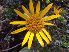 Wyethia