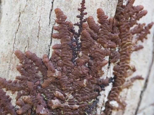 Frullania hypoleuca