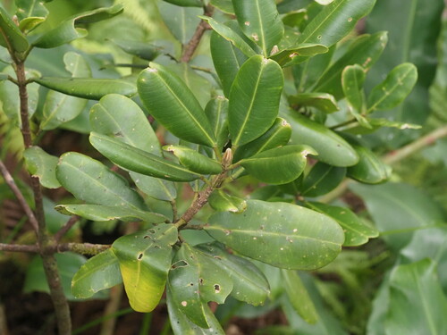Image of kukaemoa by (c) Kevin Faccenda, some rights reserved (CC BY)