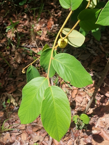 Annona tomentosa observed 2023-11-07
