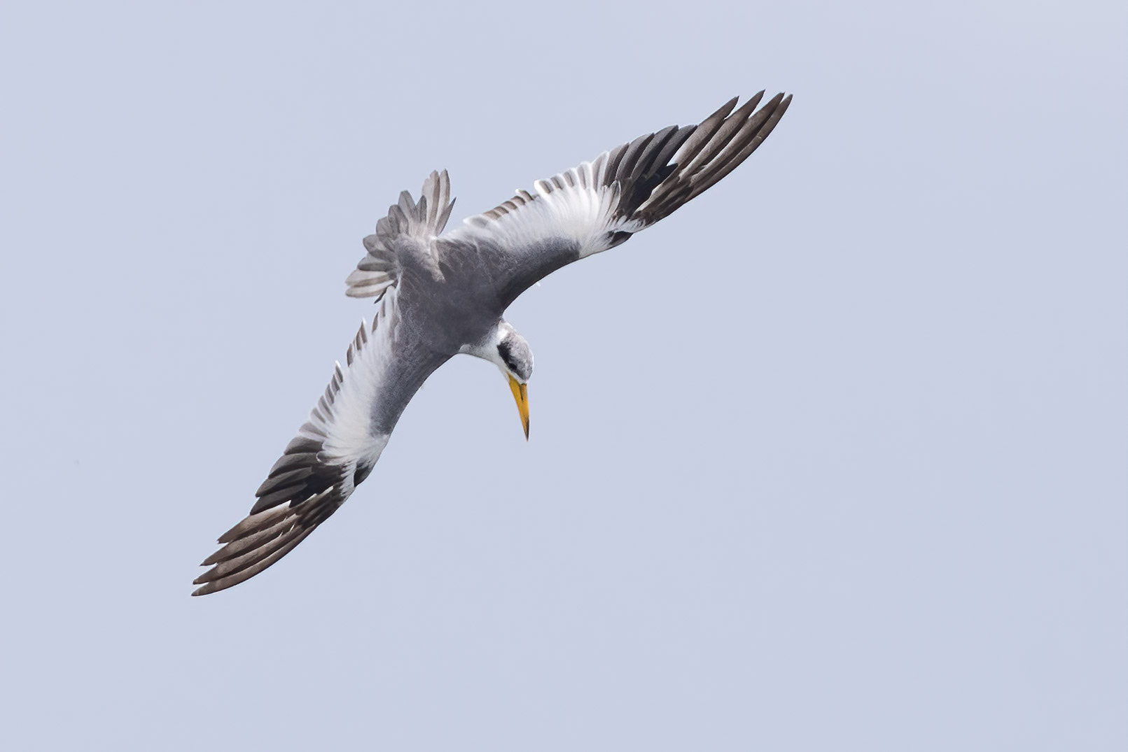 Large-billed Tern illustration