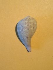 Ficus