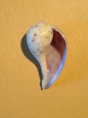Ficus