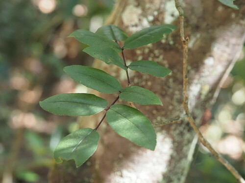 Kauaʻi pricklyash (Zanthoxylum kauaense)