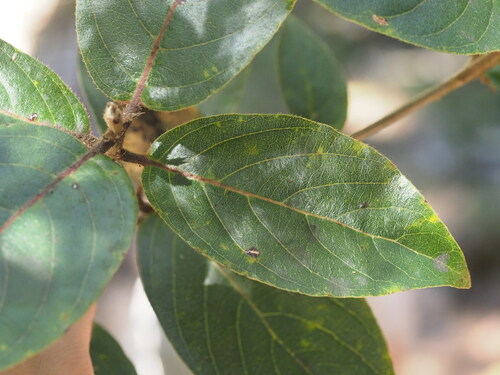 Image of Bobea brevipes by (c) Kevin Faccenda, some rights reserved (CC BY)
