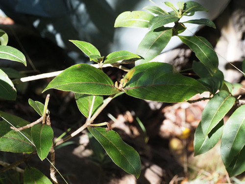 Image of Bobea brevipes by (c) Kevin Faccenda, some rights reserved (CC BY)