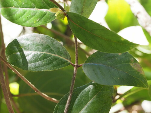 Bobea brevipes