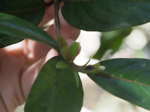Image of Bobea brevipes by (c) Kevin Faccenda, some rights reserved (CC BY)