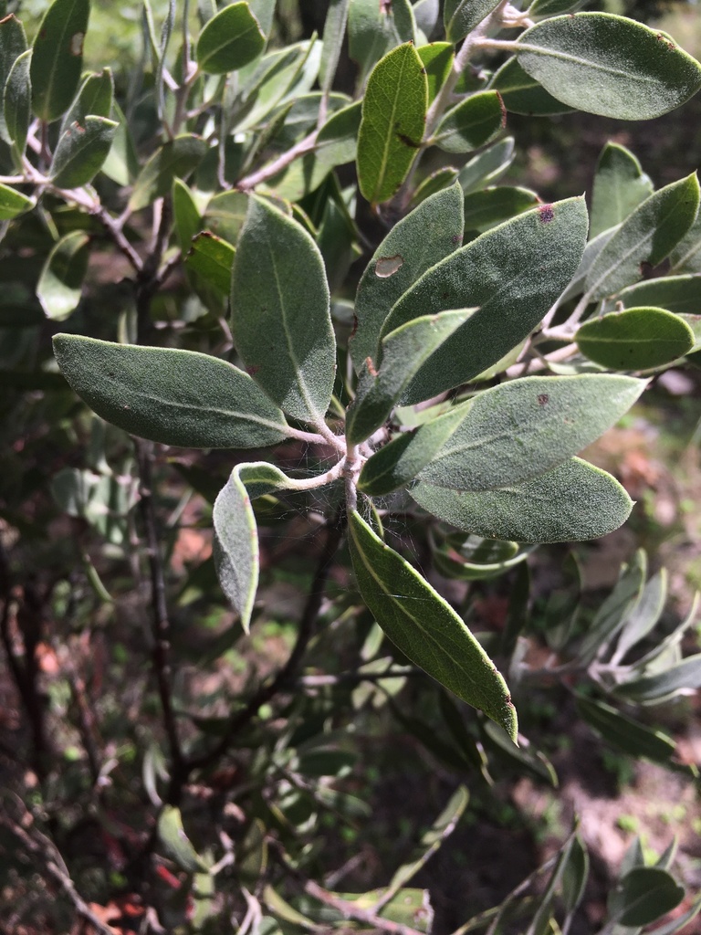 pointleaf manzanita from Tapalpa, Jal., México on August 13, 2023 at 02 ...