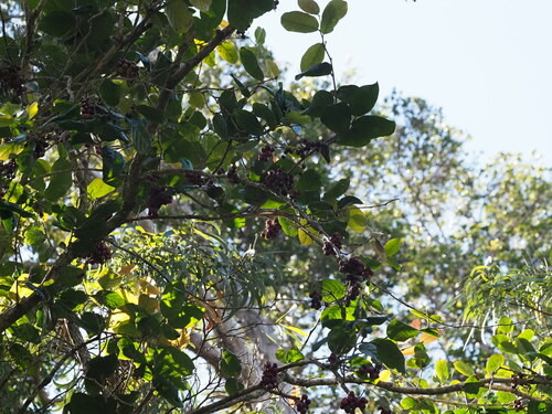 Image of Antidesma platyphyllum by (c) Kevin Faccenda, some rights reserved (CC BY)