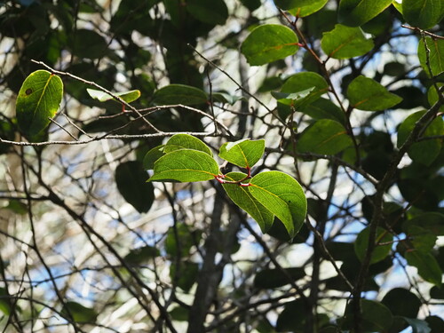 Image of Xylosma hawaiensis by (c) Kevin Faccenda, some rights reserved (CC BY)