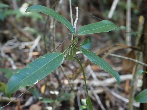 Image of Melicope anisata by (c) Kevin Faccenda, some rights reserved (CC BY)