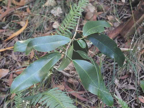 Image of Melicope anisata by (c) Kevin Faccenda, some rights reserved (CC BY)