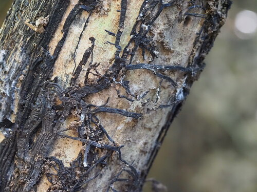 Fungi observed 2023-11-02