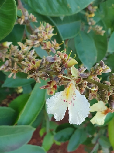 Qualea multiflora (Qualea multiflora)