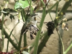Selasphorus sasin sedentarius