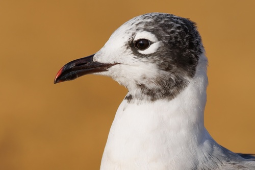 Gaviota pipizcán (Larus pipixcan)