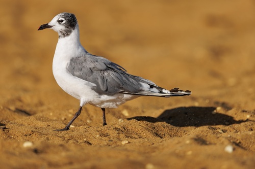 Präriemöwe (Leucophaeus pipixcan)