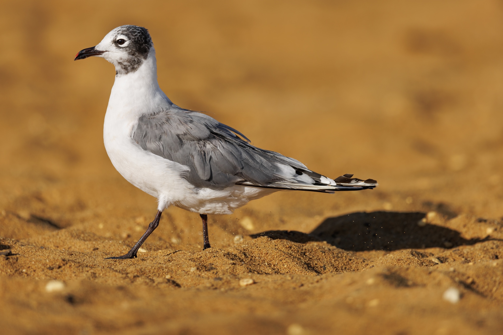 Franklin's Gull (Leucophaeus pipixcan)