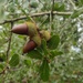 Quercus pseudococcifera rivasmartinezi - Photo (c) josecosta1, osa oikeuksista pidätetään (CC BY-NC)