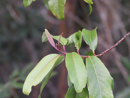 Image of Santalum pyrularium by (c) Kevin Faccenda, some rights reserved (CC BY)
