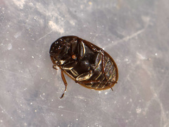 Helochares obscurus