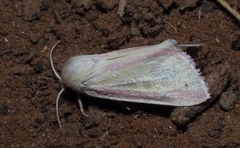 Heliothis galatheae