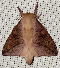 Image of Adeloneivaia isara