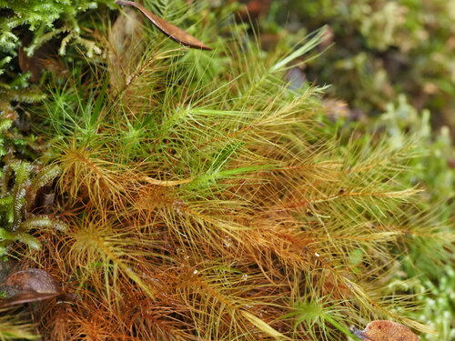 Pyrrhobryum pungens